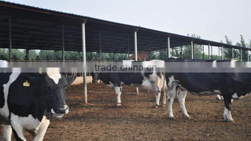 Probiotics for ruminants