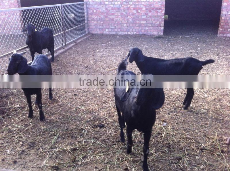 Probiotics for ruminants