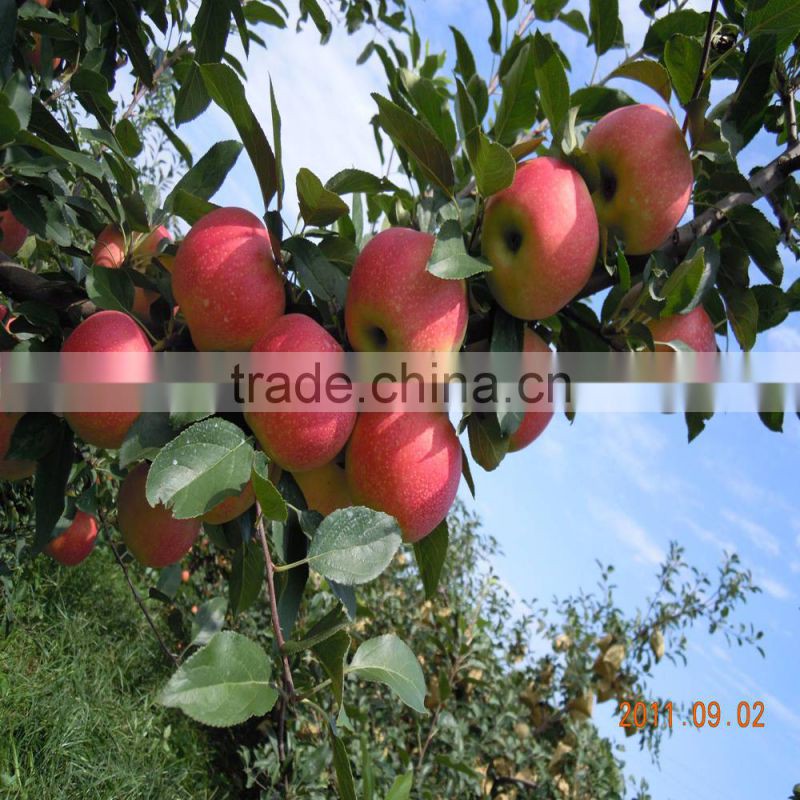 Aquaculture, agriculture, livestock and poultry breeding EM (Effective microorganisms)