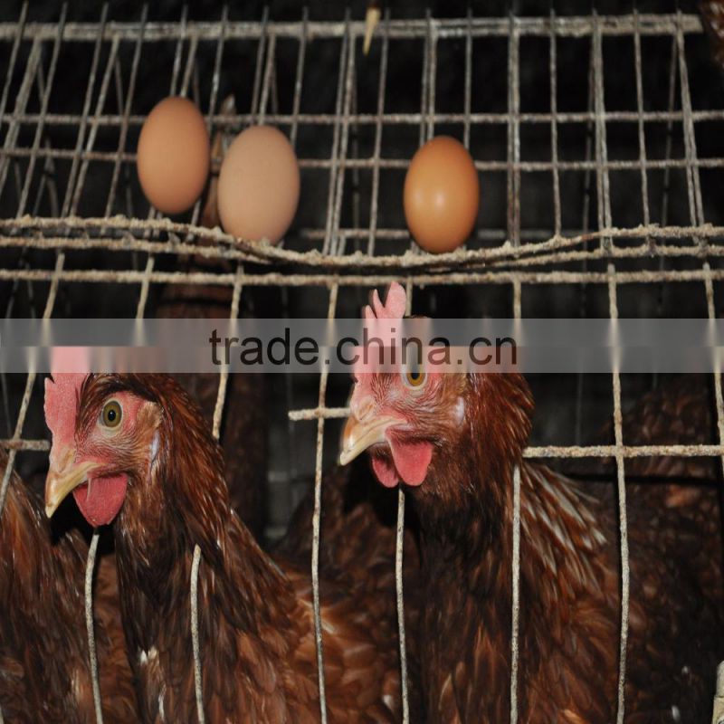 Probiotics special for the egg-laying poultry,Strengthen the eggshell hardness