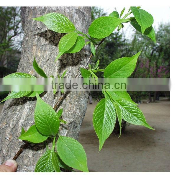 High quality tu-chung extract