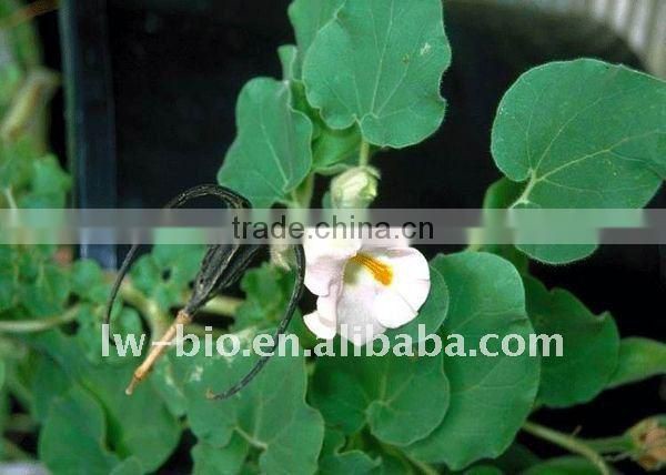 Devils claw extract, harpagophytum procumbens extract, 0.5-5% Harpagoside HPLC