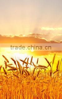 Animal Source Amino Acid powder 30%