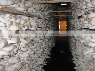 King oyster mushroom in brine