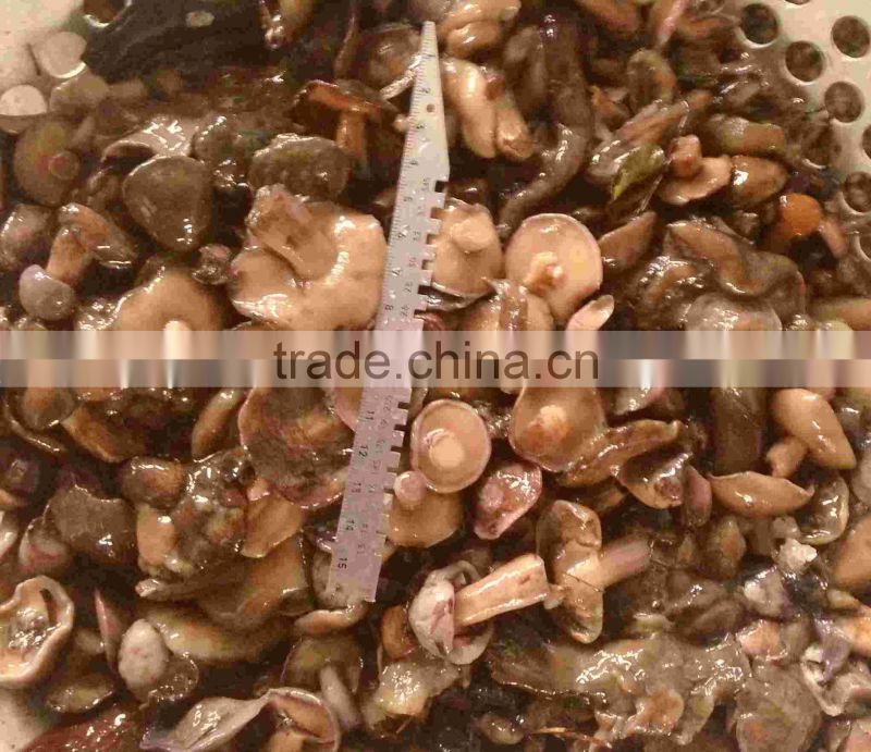 Canned Suillus Granulatus mushroom Marinated