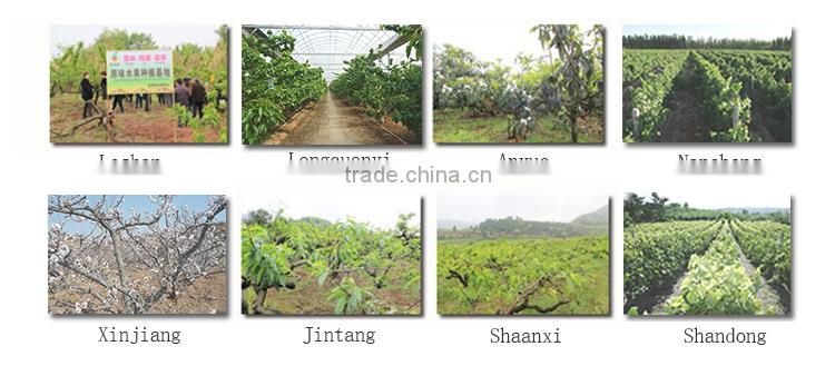 bulk fresh apples for sale