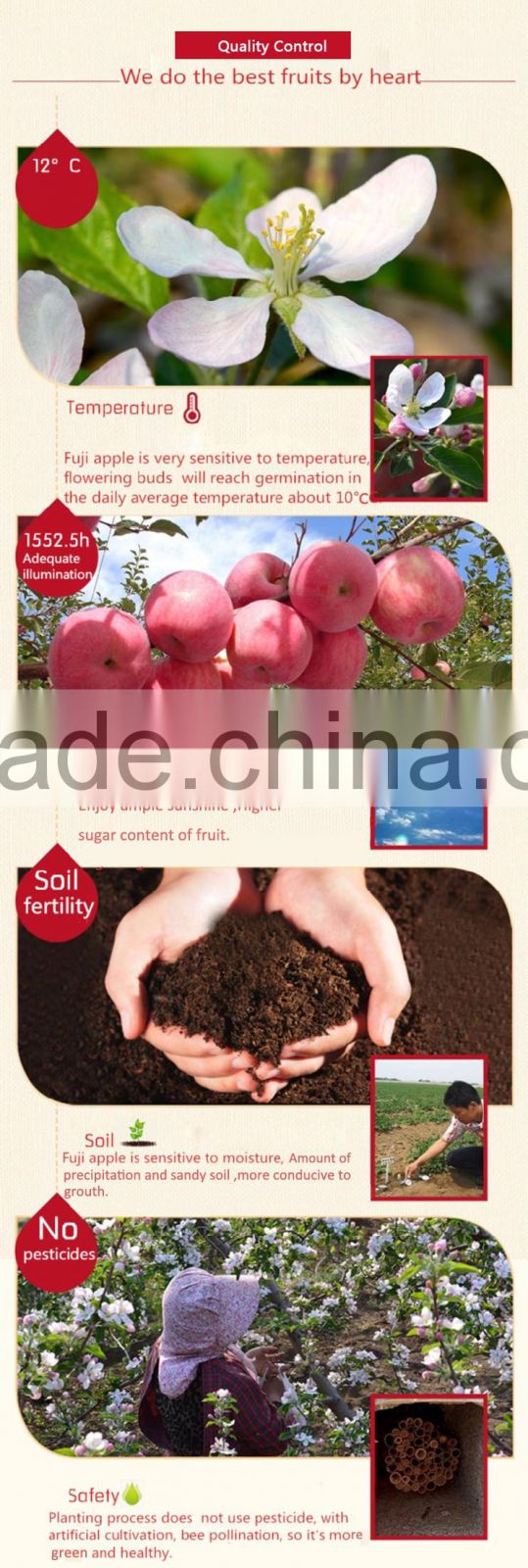 bulk fresh apples for sale