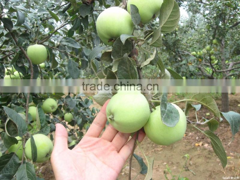 Chinese granny smith apple