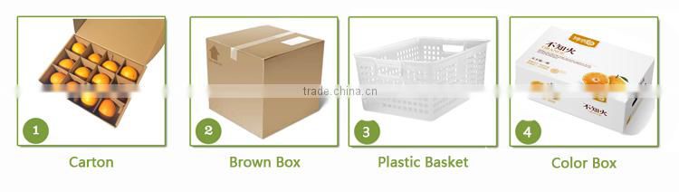 Chinese granny smith apple