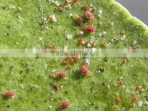 Marvee (Botanical insecticide & Acaricide) special for controlling mites and red spiders