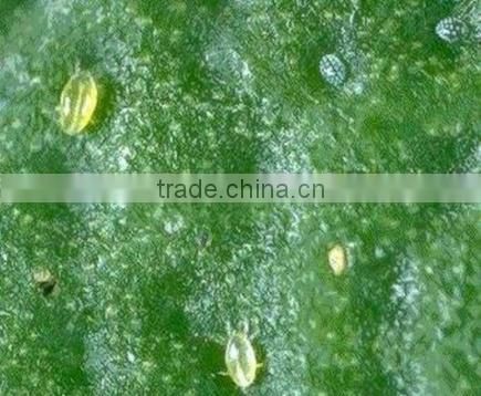 Marvee (Botanical insecticide & Acaricide) special for controlling mites and red spiders