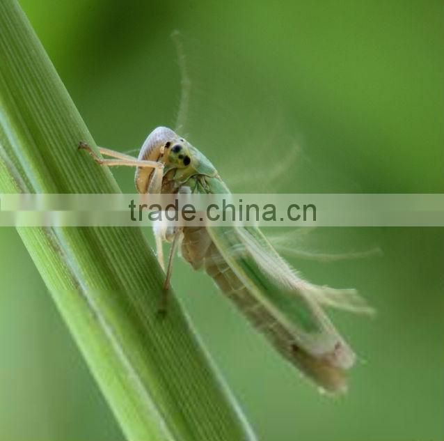 Organic insecticide Linjar special for controlling leafhoppers