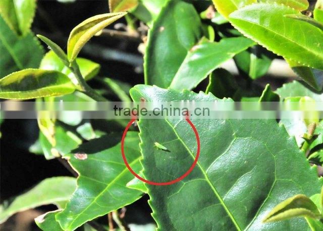 Organic insecticide Linjar special for controlling leafhoppers