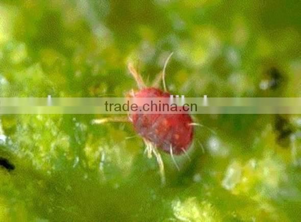 Marvee (Botanical insecticide & Acaricide) special for controlling mites and red spiders