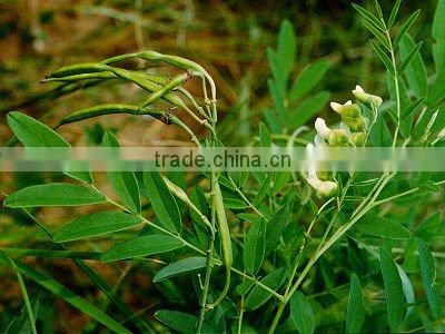 Plant extract pesticide Matrine 90% TC