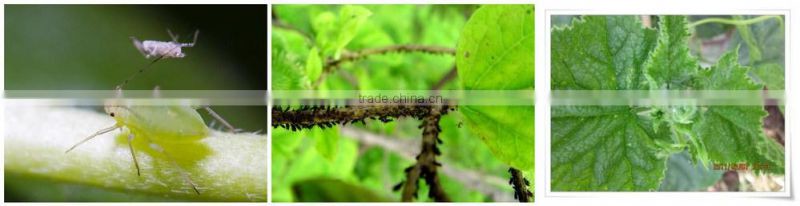 Organic insecticide Matrine 1.5% SL