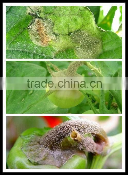 Organic fungicide Carvanol special for controlling grey mold disease