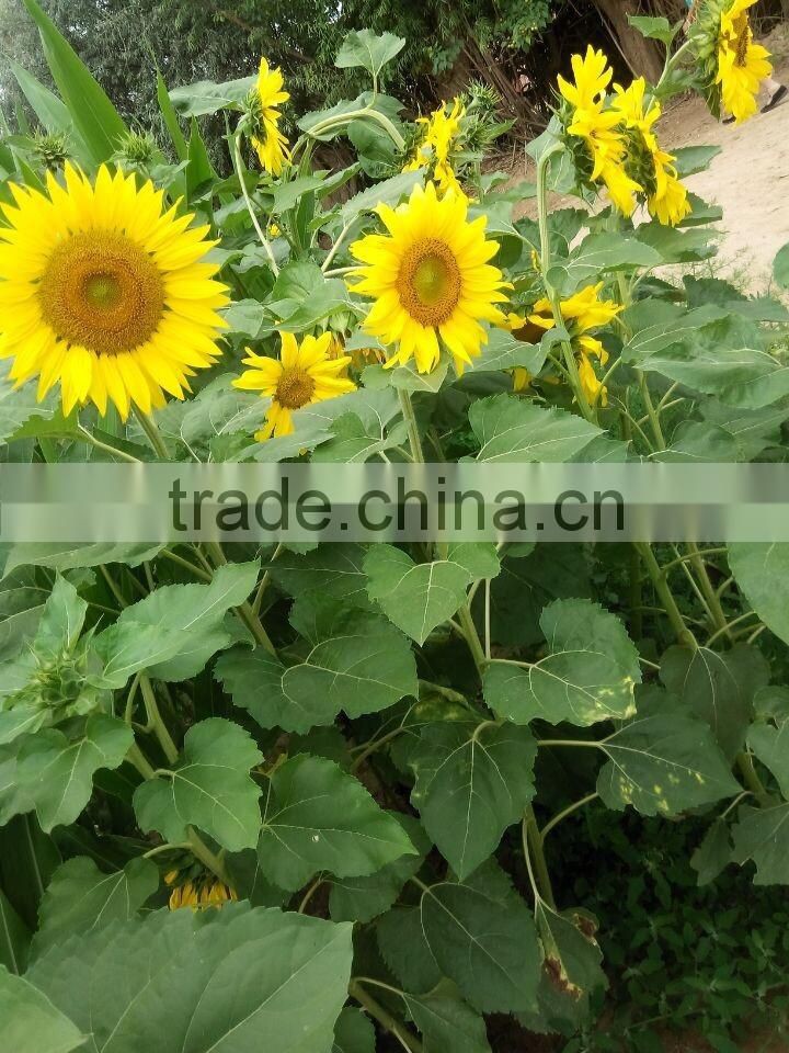 Chinese factories of raw sunflower seeds