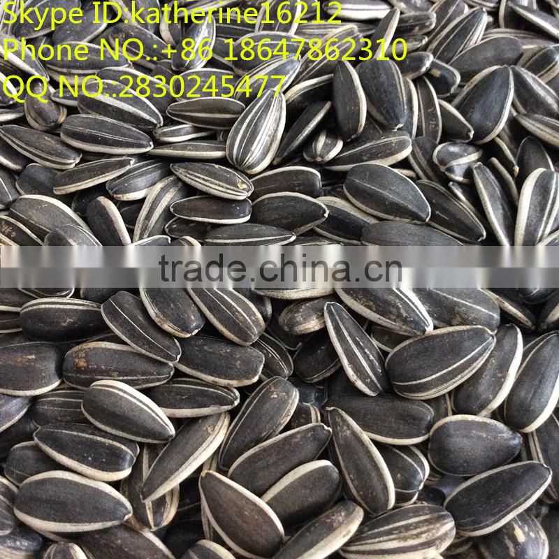 2016 new crop chinese sunflower seeds 909,sunflower seeds market price