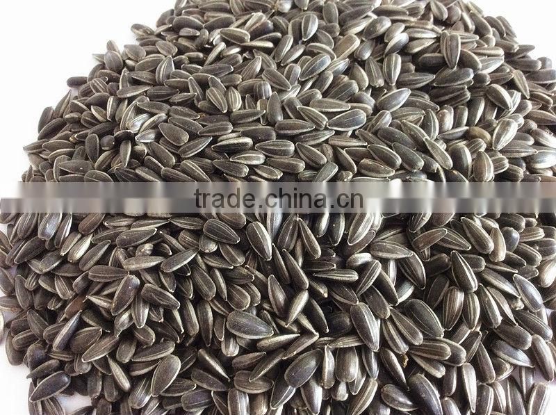 Black sunflower seed for oil 562