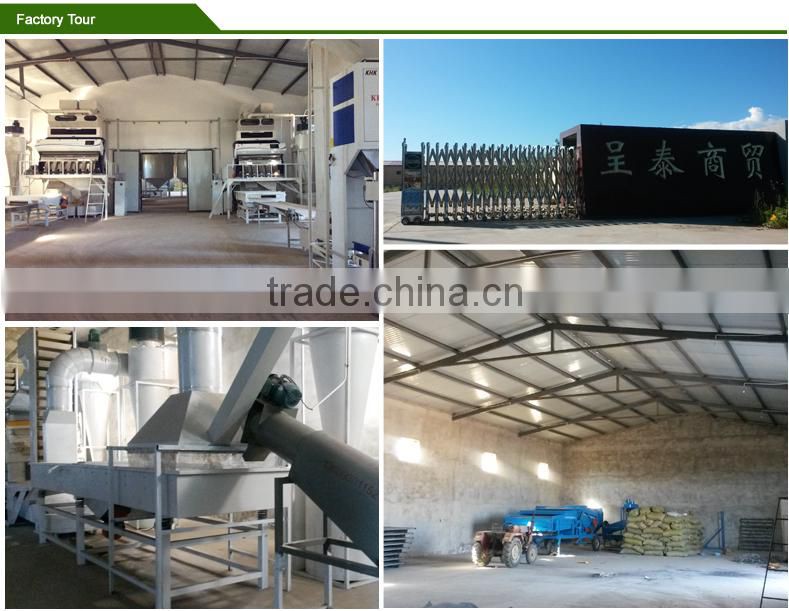 sunflower seeds for oil sunflower seeds for sporting