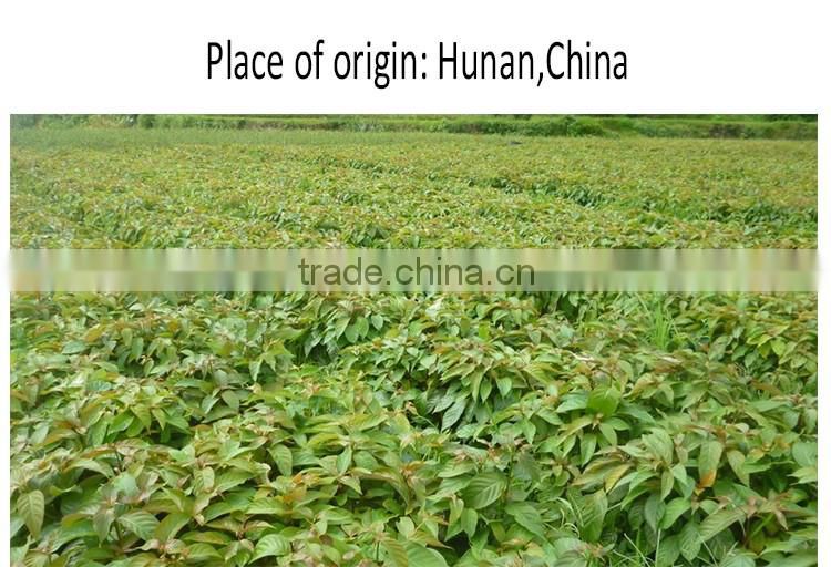 Uncaria rhynchophylla/Gou Teng/Crude Medicine