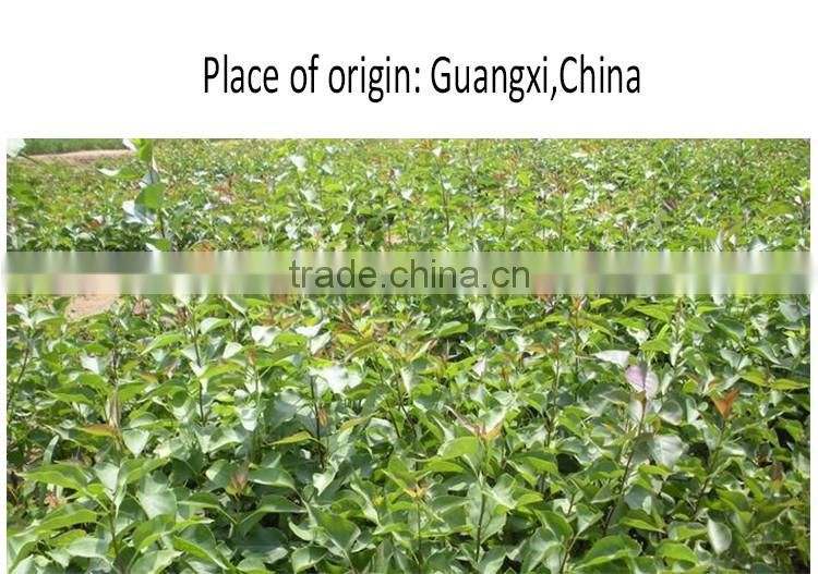 Cloves/Syzygium Aromaticum/Spices