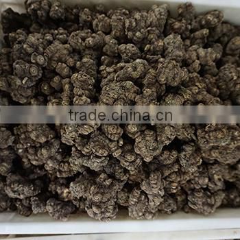 Ligusticum chuanxiong hort / Chuanxiong / Crude Medicine