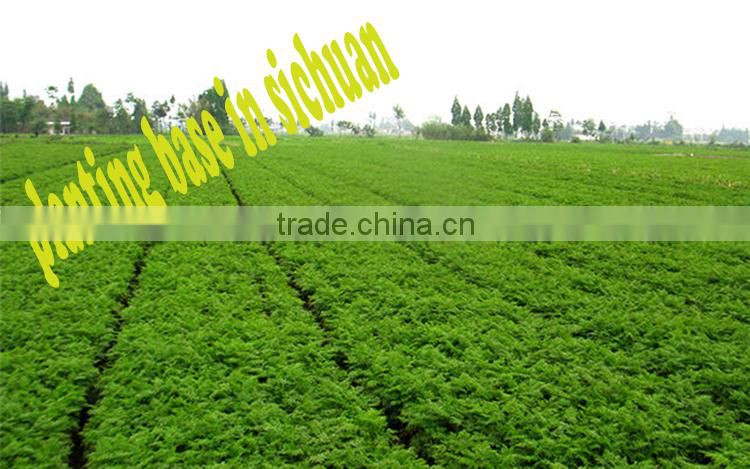 Ligusticum chuanxiong hort / Chuanxiong / Crude Medicine
