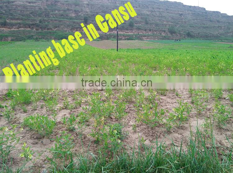 Codonopsis pilosula /Dangshen / / Crude Medicine