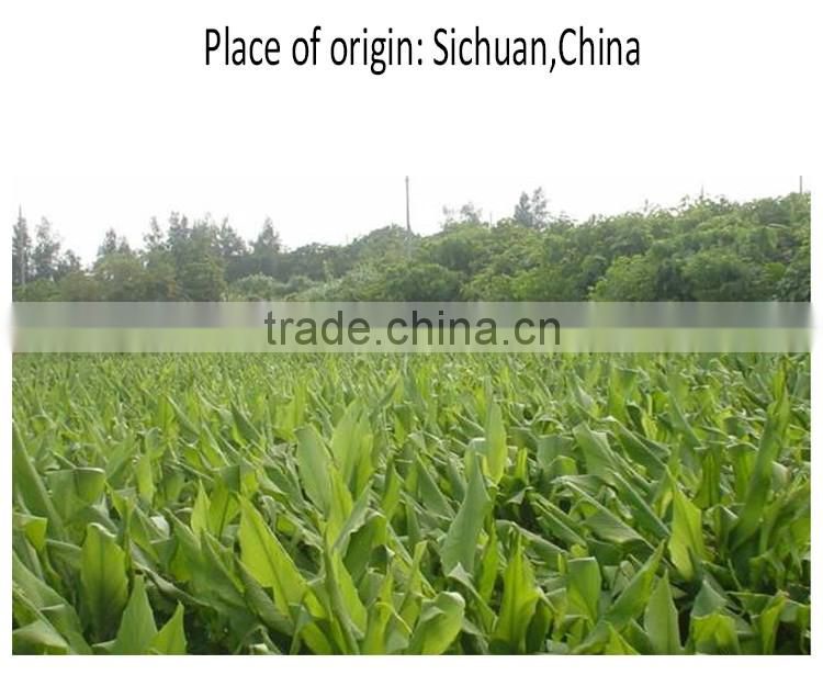 Tumeric curcuma/Jiang Huang/Curcuma longa