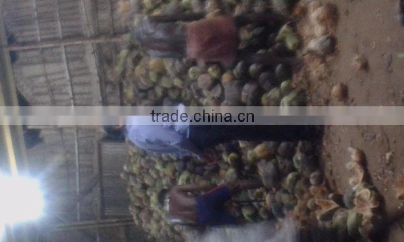 Pollachi Fresh Cocount