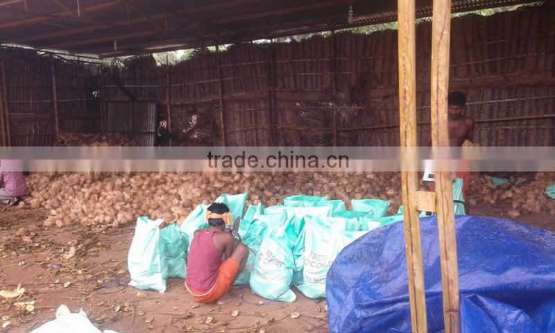 Fresh Export Cocount