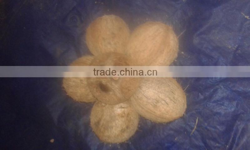 Popular Buying Requests Semi Husked Cocounts