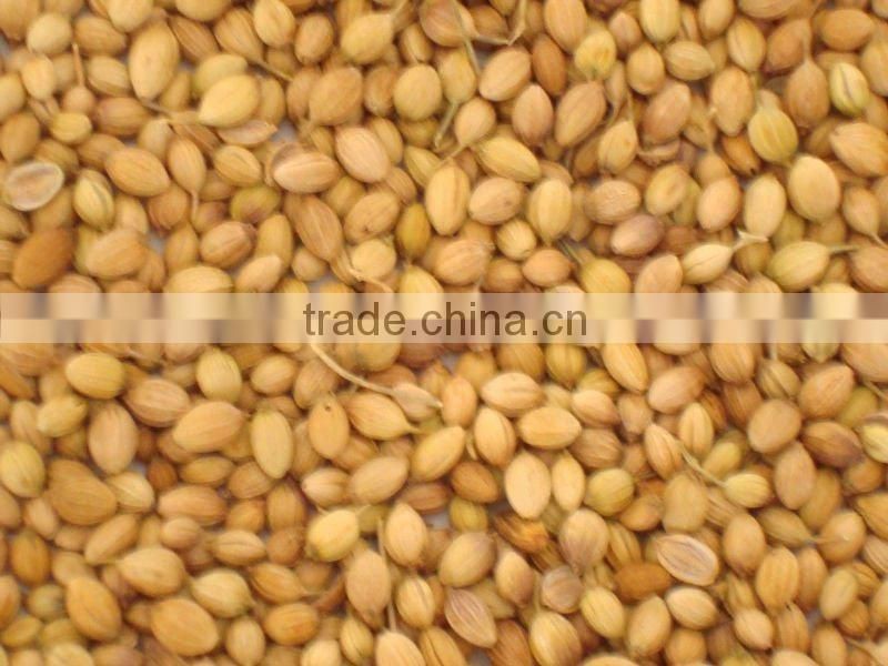 Dried Coriander Seed