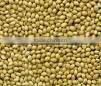 Good Quality Coriander Seed