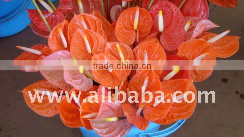 Fresh Cut Flower anthurium for decor