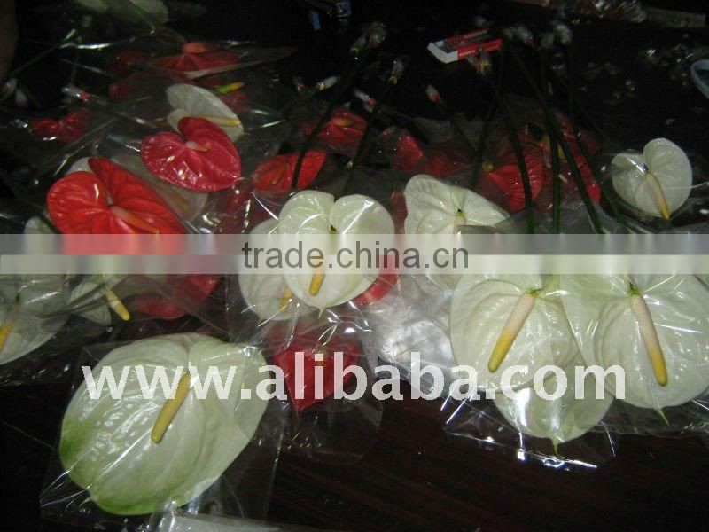 FLOWER Color FLOWER Anthurium