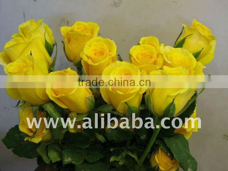 Fresh Cut Yellow Color Roses Roses