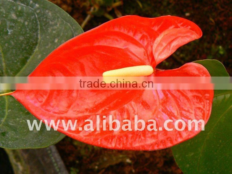 Fresh Cut Flower anthurium for decor