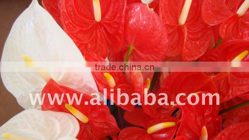 FLOWER Color FLOWER Anthurium
