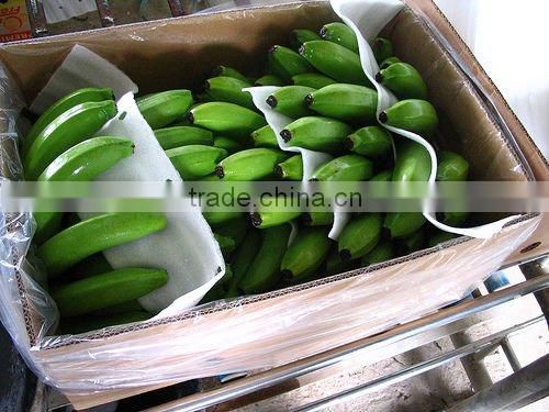 Green Cavendish Banana