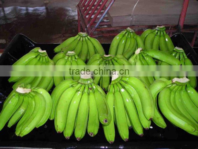 Green Cavendish Banana