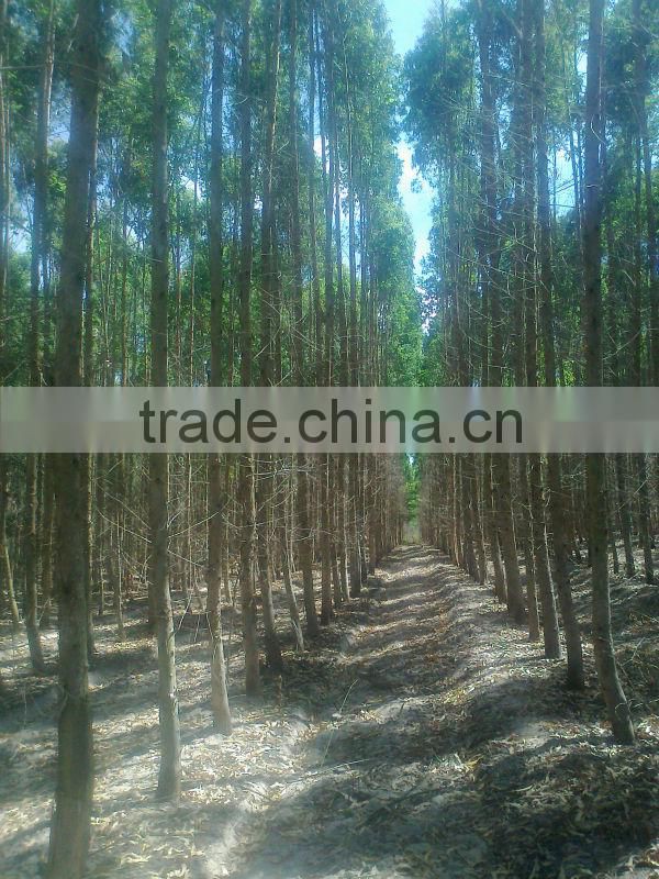 EUCALYPTUS WOOD LOGS