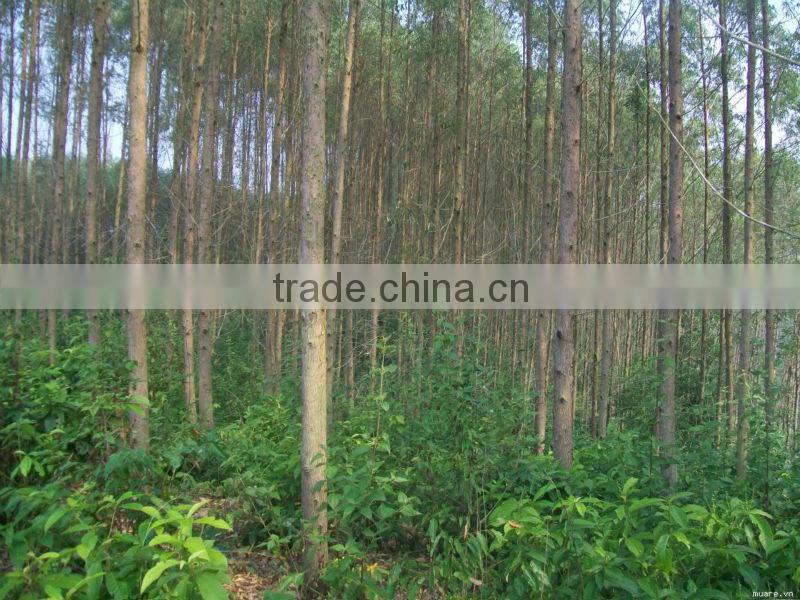 EUCALYPTUS WOOD LOGS