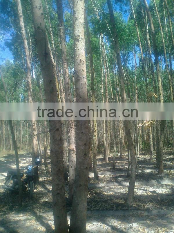 EUCALYPTUS WOOD LOGS