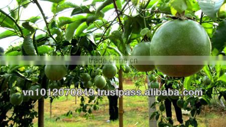 seedless fresh lemon