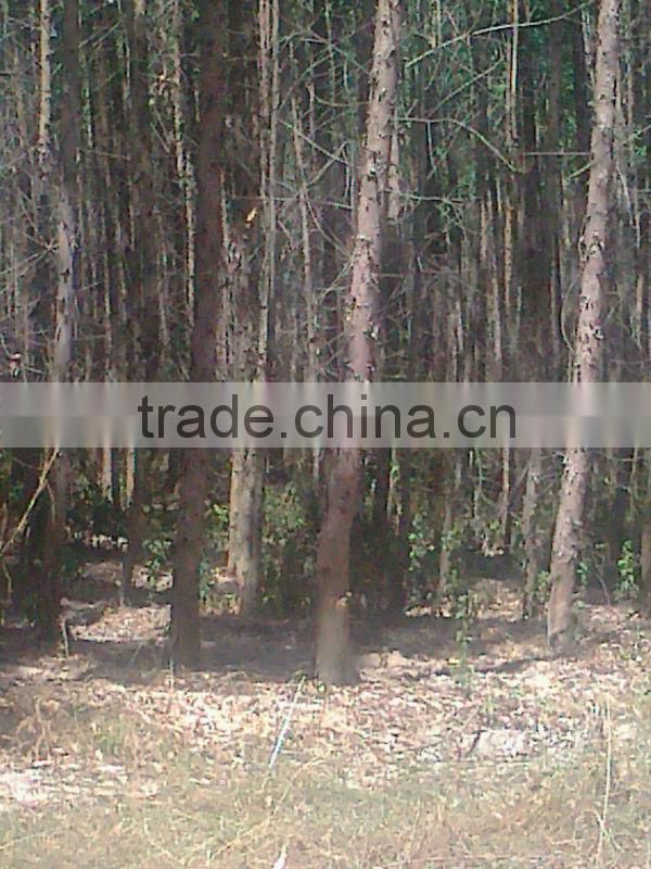 EUCALYPTUS WOOD LOGS