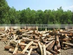 EUCALYPTUS WOOD LOGS
