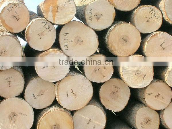 EUCALYPTUS WOOD LOGS